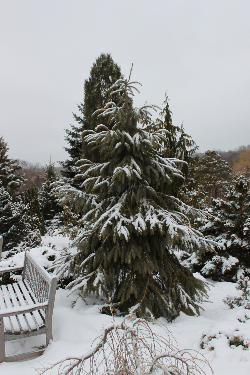 Picea engelmannii Bush Lace